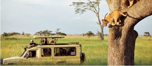 Tanzania Safari Tour: Your Ultimate Guide to Africa’s Premier Wildlife Experience