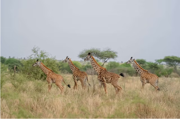 Ngorongoro Safari from Zanzibar: Descending into Africa’s Most Extraordinary Wildlife Sanctuary
